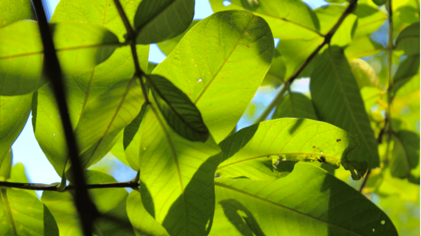 Guava levelek (pexel/természetes toushif)