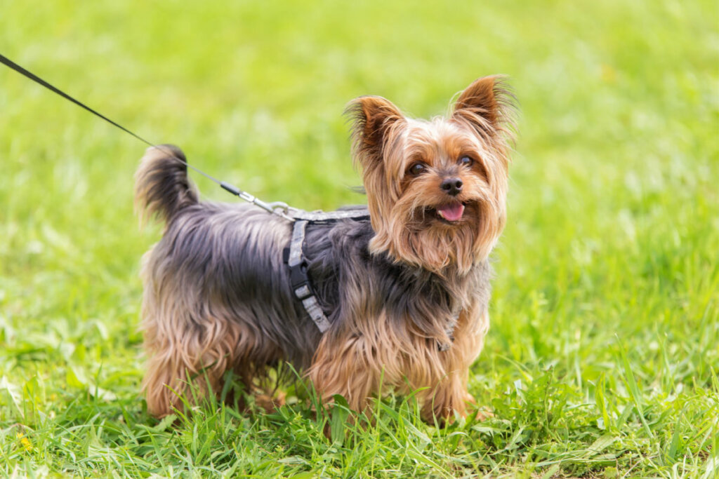 A Yorkshire terrier ugat, hogy kifejezze érzelmeit (Kép: SasaStock | Shutterstock)