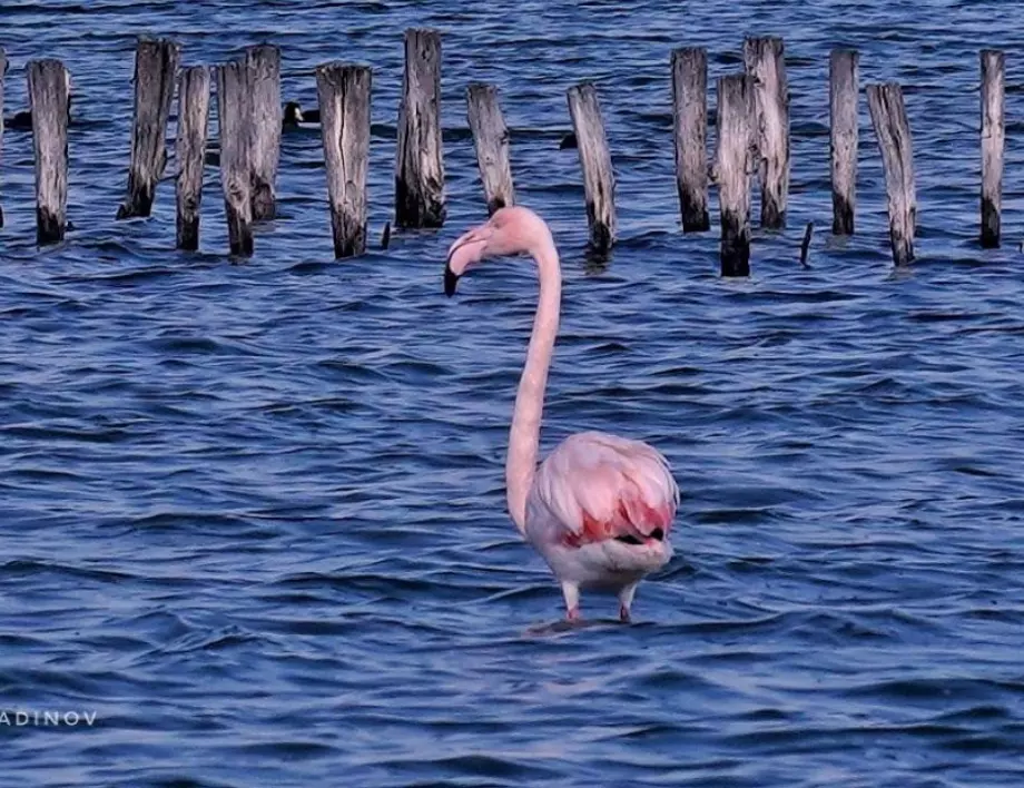 Miért rózsaszín a flamingó?