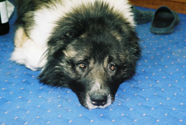 Hogyan teremts kellemes légkört kutyájának lakásában: 3 tipp kutya