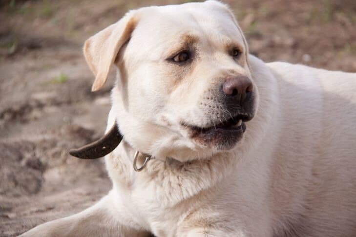 A kutyavezető elmondta, hogyan kell helyesen cselekedni, ha valaki más kutyáját találja: mit tegyünk és kit hívjunk Kutya