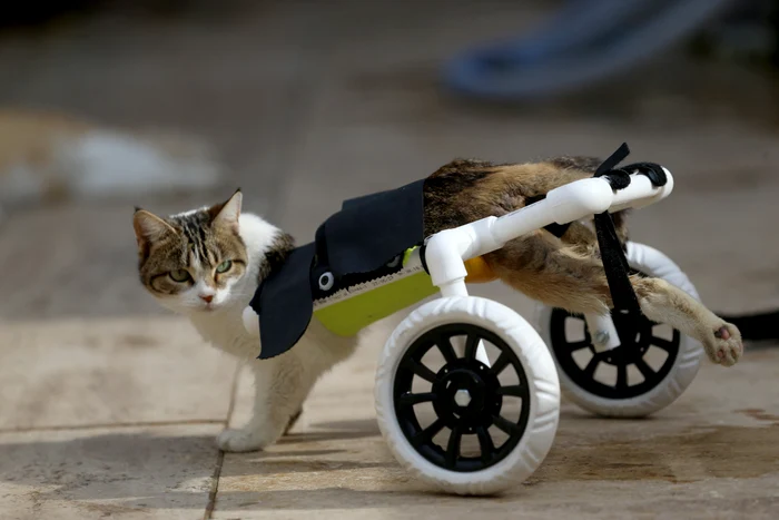 Iziy fiú most már rohangálhat az udvaron (Fotó: Profimedia)