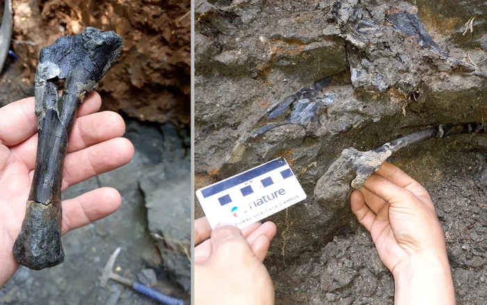 A csontok 70 millió évesek / fotó: Magyar János