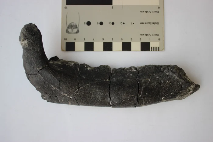 Hihetetlen felfedez&eacute;s Hațeguluiban / fot&oacute;: Magyar J&aacute;nos