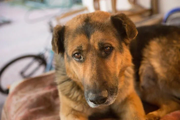 Hogyan őrizd meg kutyád egészségét télen: szakértői tanácsok Kutya