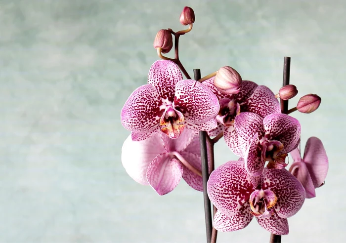 Hogyan vigy&uuml;k vir&aacute;gba az orchide&aacute;j&aacute;t