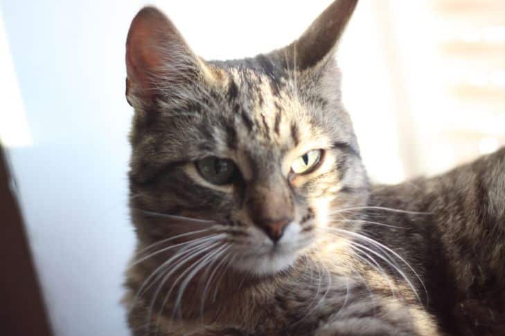 Miért nem szereti a macska a gazdáját: 3 gyakori hiba – ne tedd macska