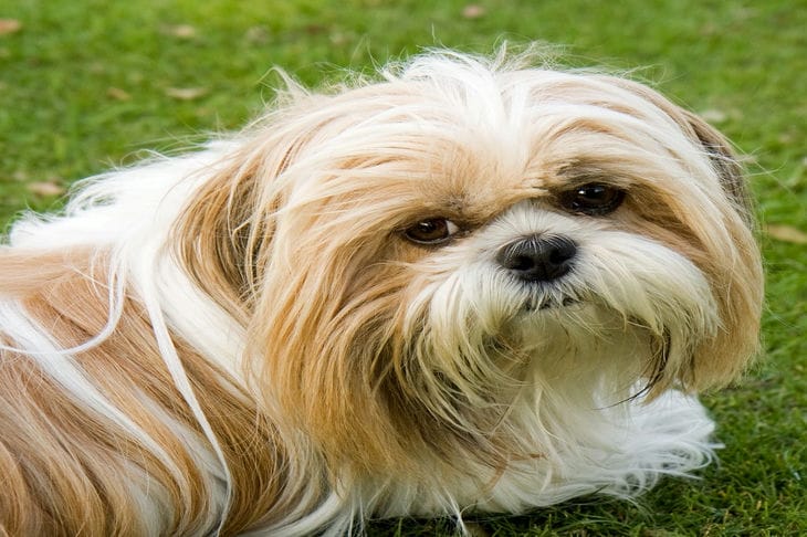 Az 5 legjobb kutya, akiknek luxus szőrük van: nem tudod megállni, hogy ne nézd őket Shih Tzu