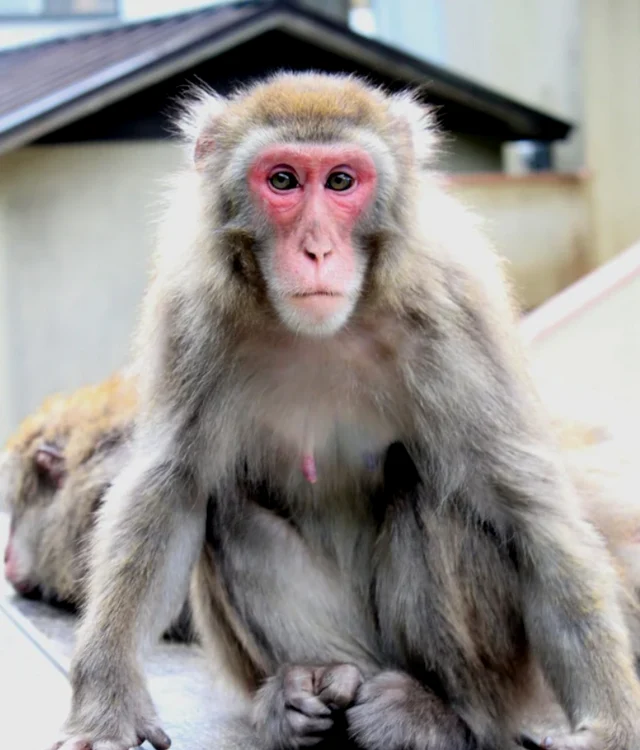 A majmot kínai kutatók klónozták / fotó: EPA/EFE