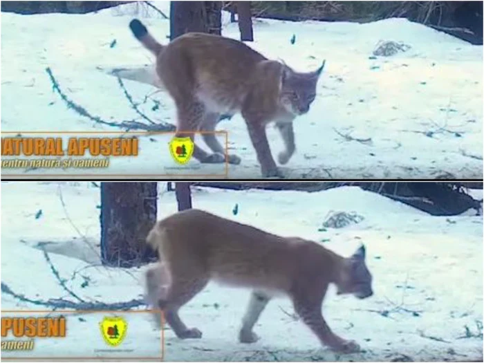 A két hiúz az erdőben készült / videófelvétel: Apuseni Természeti Park