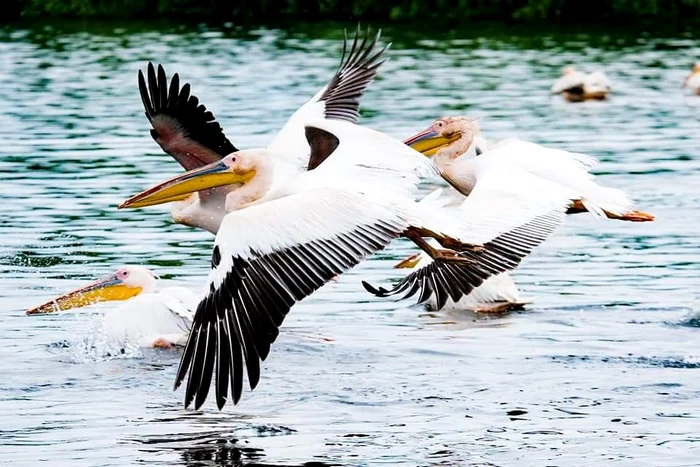 A Duna-delta. Fotó: Linea Trips. 