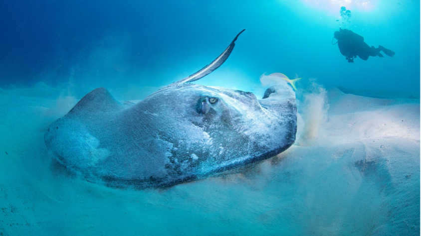 Stingray Fish illusztráció (pexels/marek chisz)