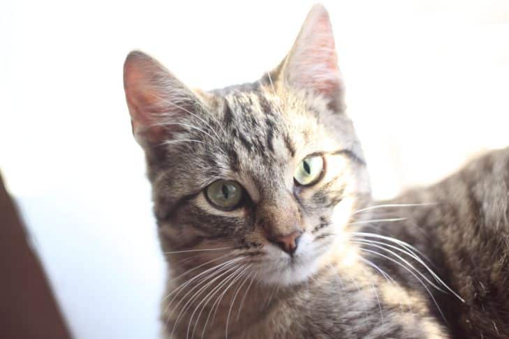 Érzékelhetik-e a kutyák és a macskák a rossz embereket: a helyes válasz meg fog lepni macska