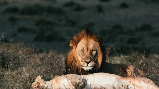 Oroszlán zodiákus illusztráció (Pexels.com/RachelClaire)