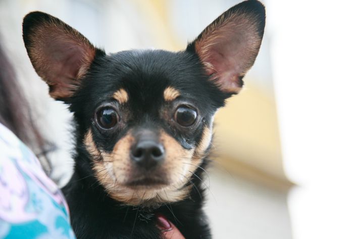 Hány éves egy kutya emberi mércével és mikor kezdődik a kutya öregsége? Kutya