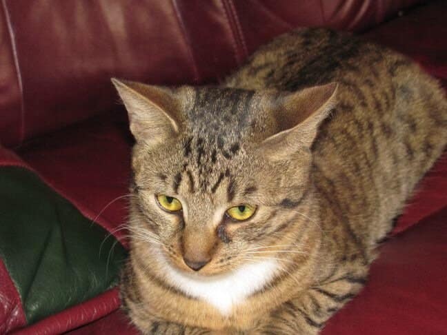 Miért vakarják a macskák a kanapékat: egy trükk, hogyan lehet leszoktatni róla Macska