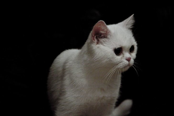 Mit nem szabad etetni a macskákat: a szakértők nemcsak káros, hanem veszélyes ételeket neveztek meg Macska