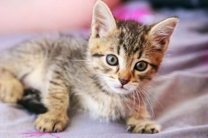 Miért nyávognak állandóan a macskák az autóban: a szakértők elmondják, hogyan kell kisállatot szállítani Cica