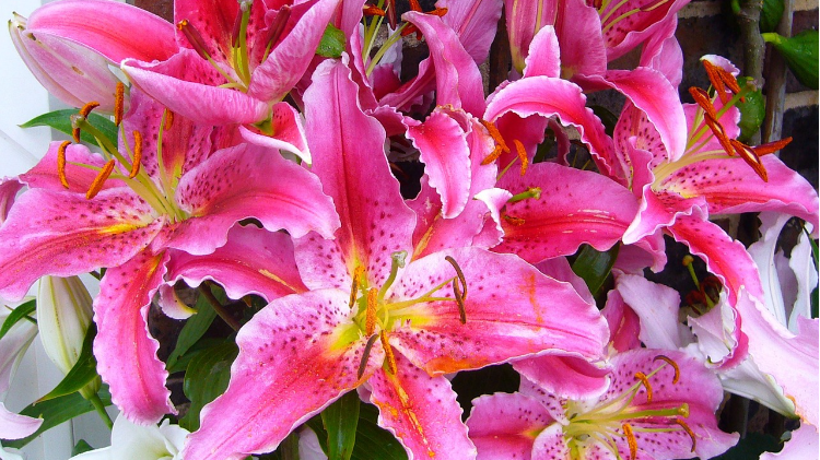 Liliomvirág portré (Pixabay/Shirley810)