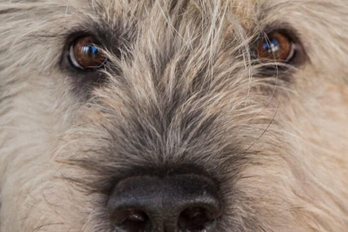 Igaz-e, hogy a kutya jelleme nemtől függ: egy kutyaszakértő eloszlatott egy népszerű mítoszt Kutya