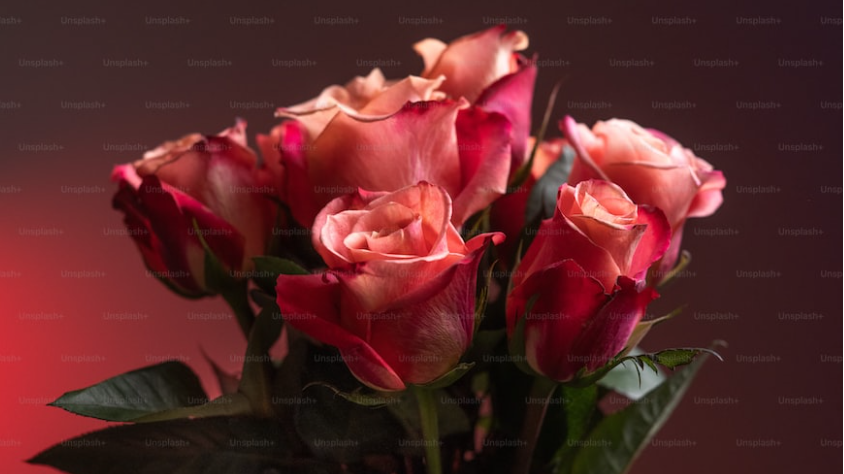 Egy rózsa portréja (Unsplash/Anita Autvika)