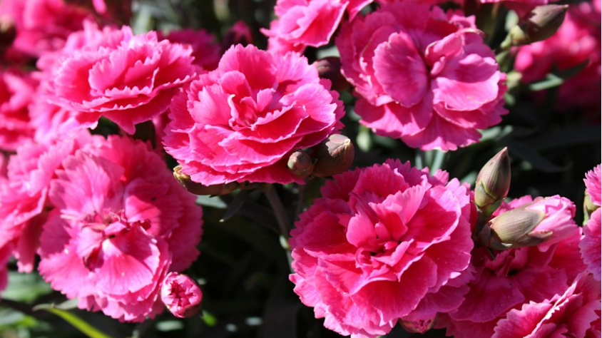 Szegfűvirág portré (Unsplash/Rebecca Niver)