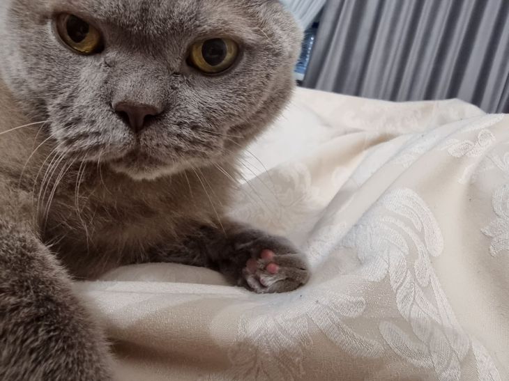 Miért nyalja a macska a lábát: okok, amelyeket hasznos tudni macska