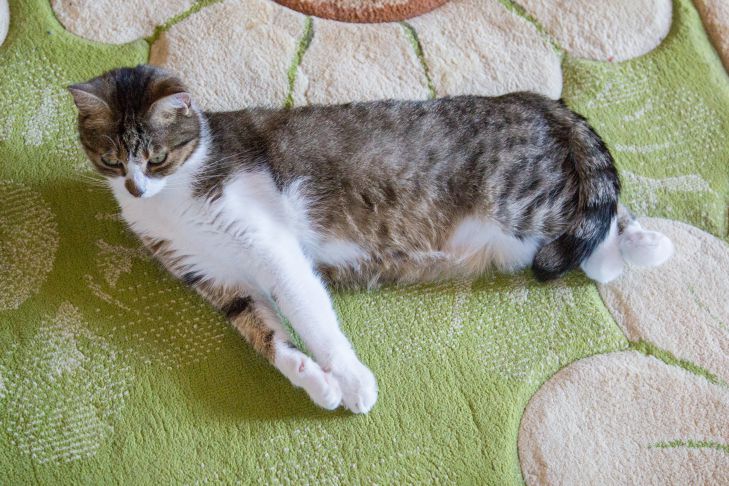 Miért dörzsöli a macska a gazdája lábát: nem az iránta érzett szeretet miatt macska