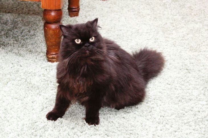 Függőleges vagy vízszintes: melyik karcolórudat válasszuk egy macskának Macska