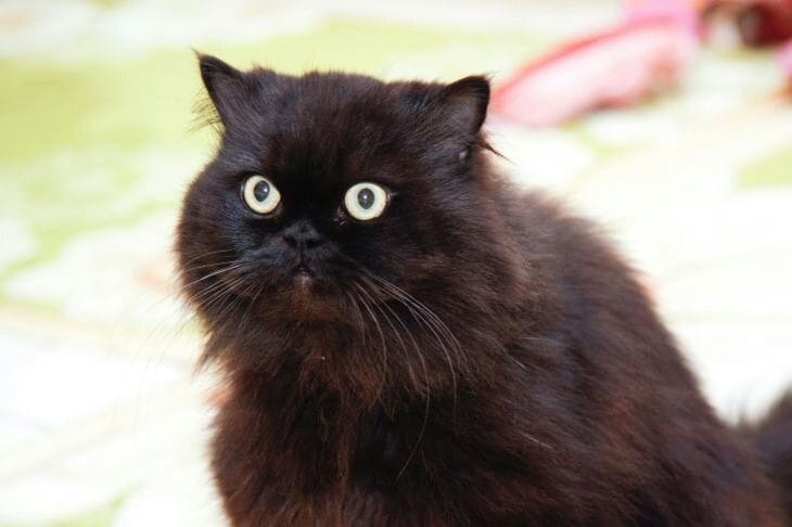 Miért reagálnak a macskák a „kitty-citty”-re: a legvalószínűbb elméletek Macska