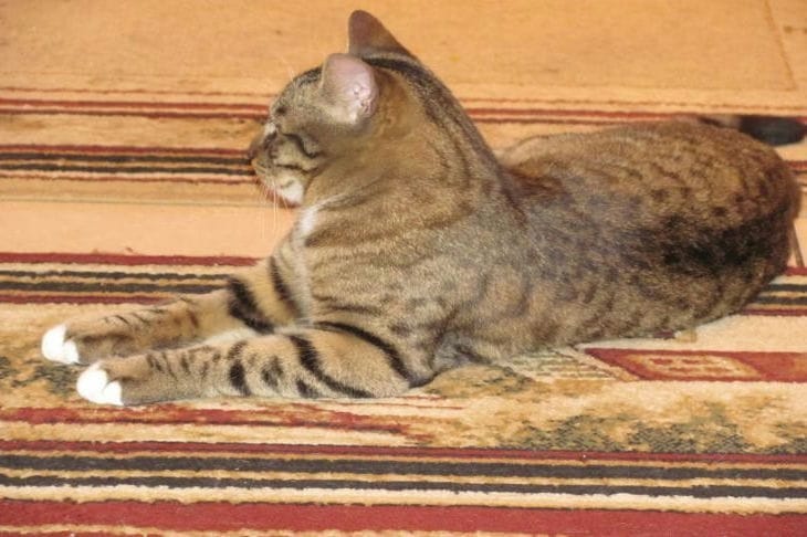 A legcsíkosabb: az 5 legjobb macskafajta markáns csíkokkal a bundájukon Macska