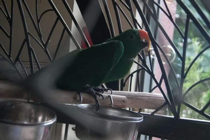 Biztonságos séta: hogyan készítsük elő a szobát, mielőtt kiengedjük a papagájunkat a ketrecből Papagáj