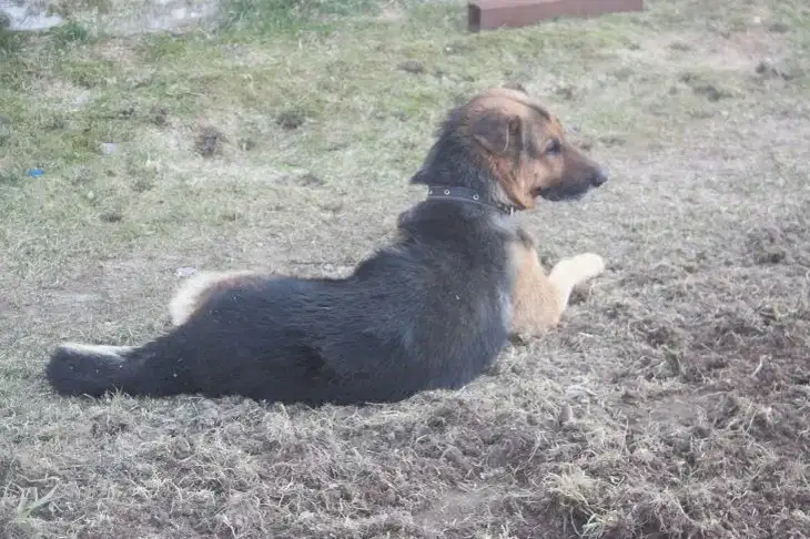 Veszélyes-e a kutya legyeket fogni és megenni: van válasz Kutya