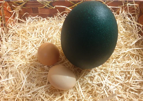 Egy emu tojás több mint 10 csirke tojásnak felel meg Photo AV 