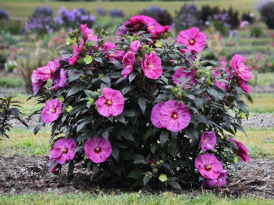 A hibiszkuszt ehető virágként használják