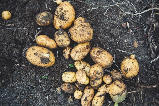 Mikor a legjobb idő tavasszal burgonyát ültetni?