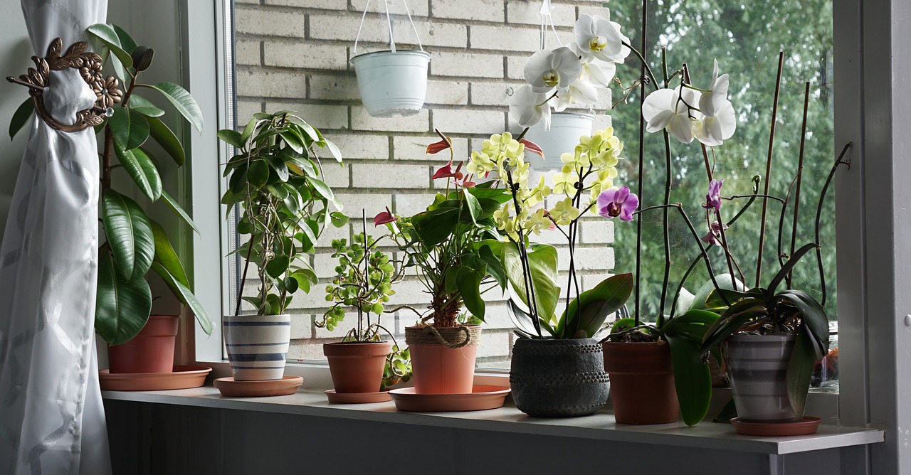 Vásároljon gyógyszertárban váltópénzért, és januárban permetezze be az orchideák GYÖKEREKET. Az ablakpárkány szó szerint virágba fog fulladni!