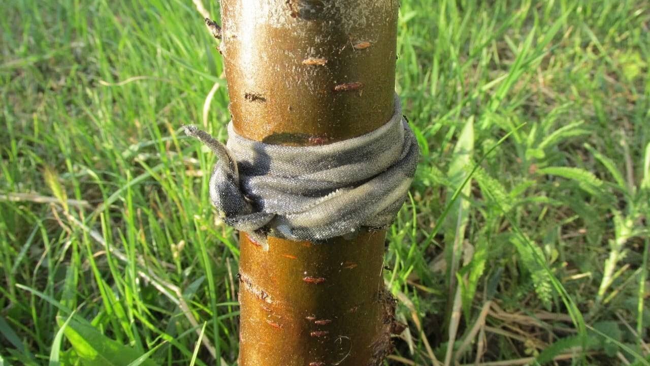 Egy régi lyukas zokni megmenti az almafát a hangyáktól és a levéltetvektől: és ami a legfontosabb, nincs szükség vegyszerekre.