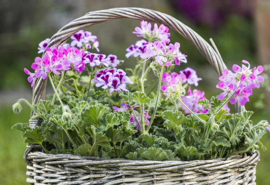 JÓSZAGÚ: </b>A levelek megérintésével vagy dörzsölésével a citrusféléktől a rózsákig mindent megérezhetünk. Az illat a pelargonium fajtájától függ. jó illatú: </b>A levelek megérintésével vagy dörzsölésével a citrusféléktől a rózsákig mindent érezhet. Az illat a pelargonium fajtájától függ.