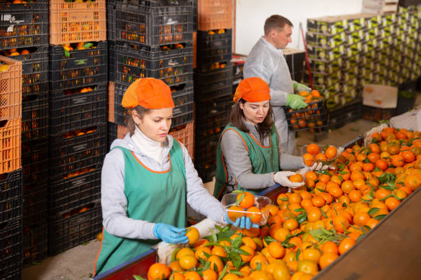 Szinte már senki sem eszik grapefruitot: "Az idősebb generáció ezen nőtt fel