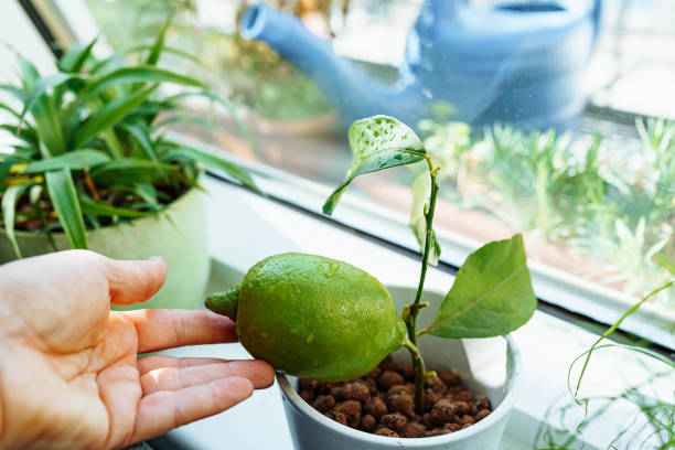 Tegye őket egy edénybe a citrusfélékkel együtt. Úgy fognak nőni, mint a trópusokon