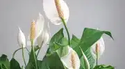 Spathiphyllum