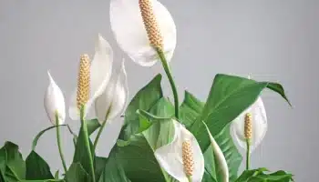 Spathiphyllum