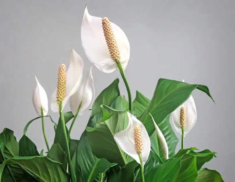 Spathiphyllum