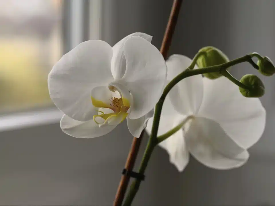 orchidea