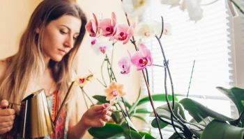 orchideá