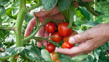 paradicsomnövények