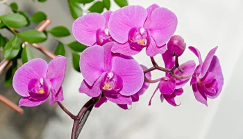 orchideá