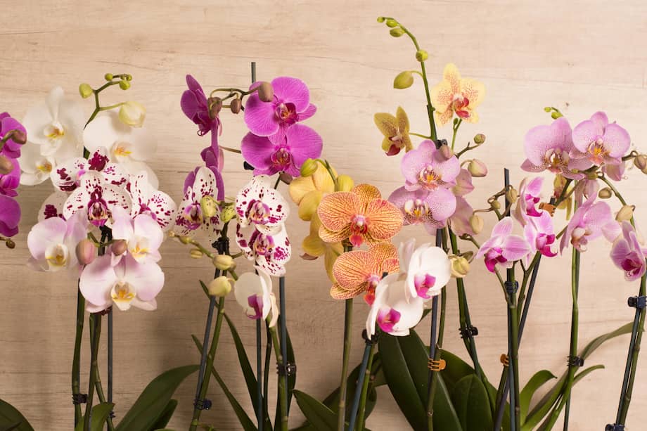 orchideá