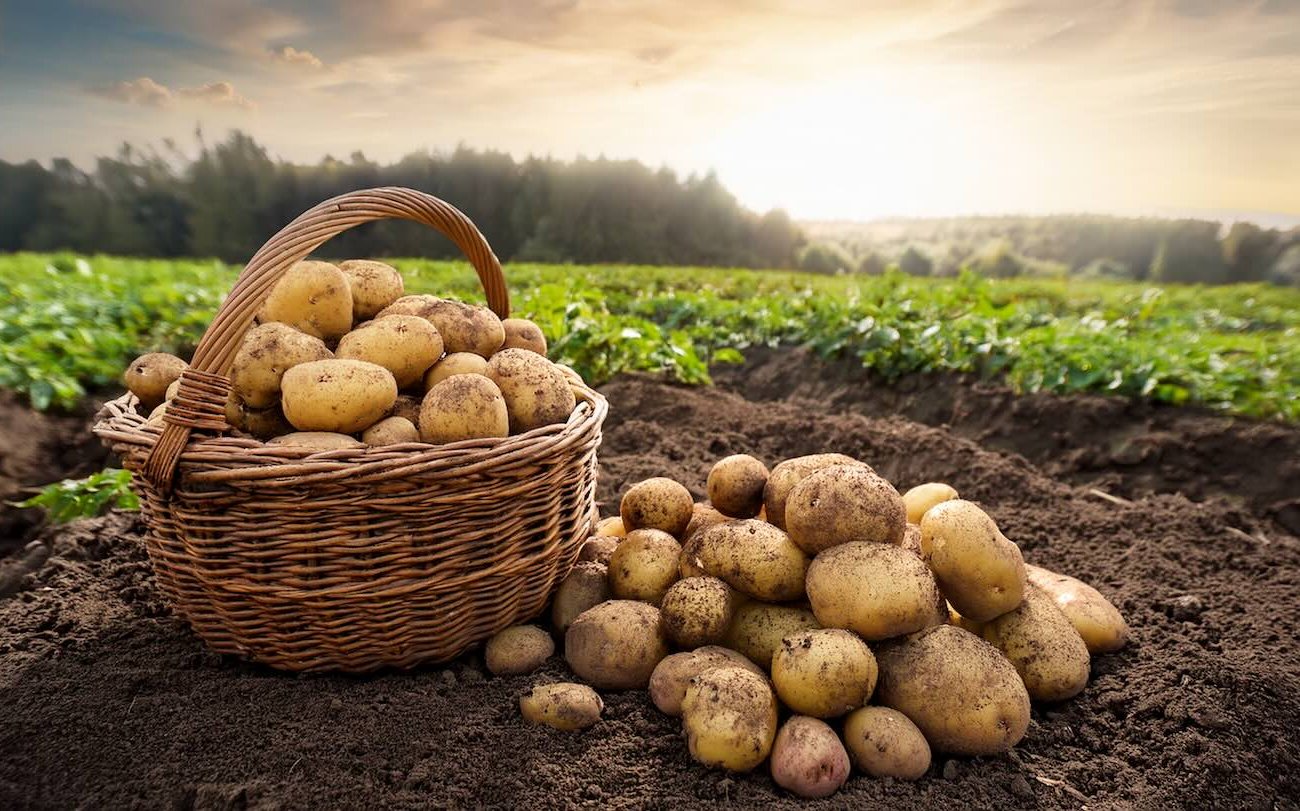 Ökölnyi méretű burgonya: a gumók ültetés előtti speciális fürdője hihetetlen eredményeket hoz Ökölnyi méretű burgonya: a gumók ültetés előtti speciális fürdetése hihetetlen eredményeket hoz
